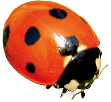 kleiner Marienkäfer